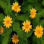 Melampodium paludosum Seeds, Original Package 20pcs Garden bonsai Flower seeds, high temperature resistance