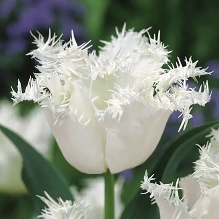 Semillas de tulipán de color raro para bonsái - Blanco