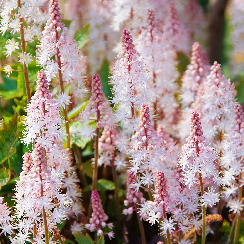Flor de espuma cohete rosa