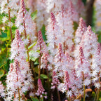 Flor de espuma cohete rosa