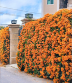 Semillas de Flores Mixtas para Trepar - Más de 30 variedades mezcladas