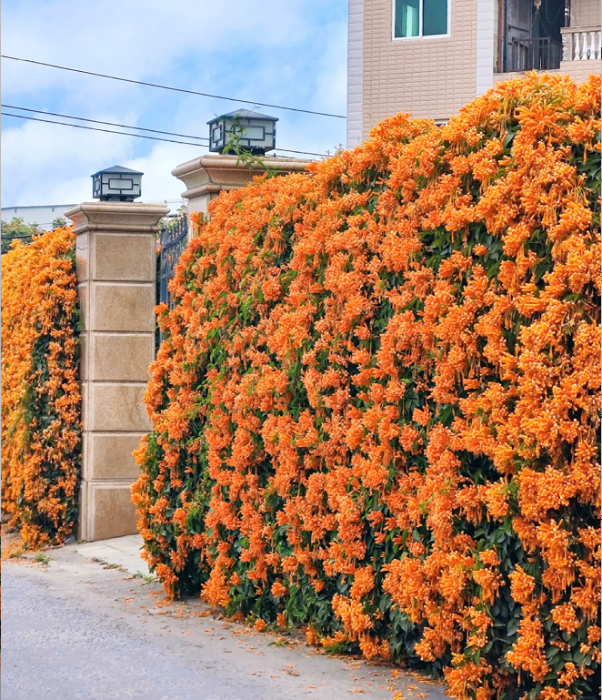 Semillas de Flores Mixtas para Trepar - Más de 30 variedades mezcladas
