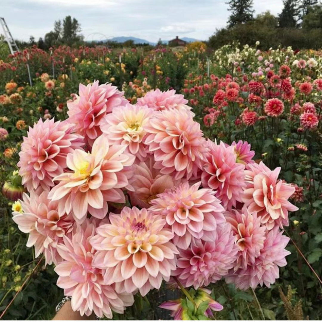 Semillas de Dalia - Símbolo de Belleza Espectacular