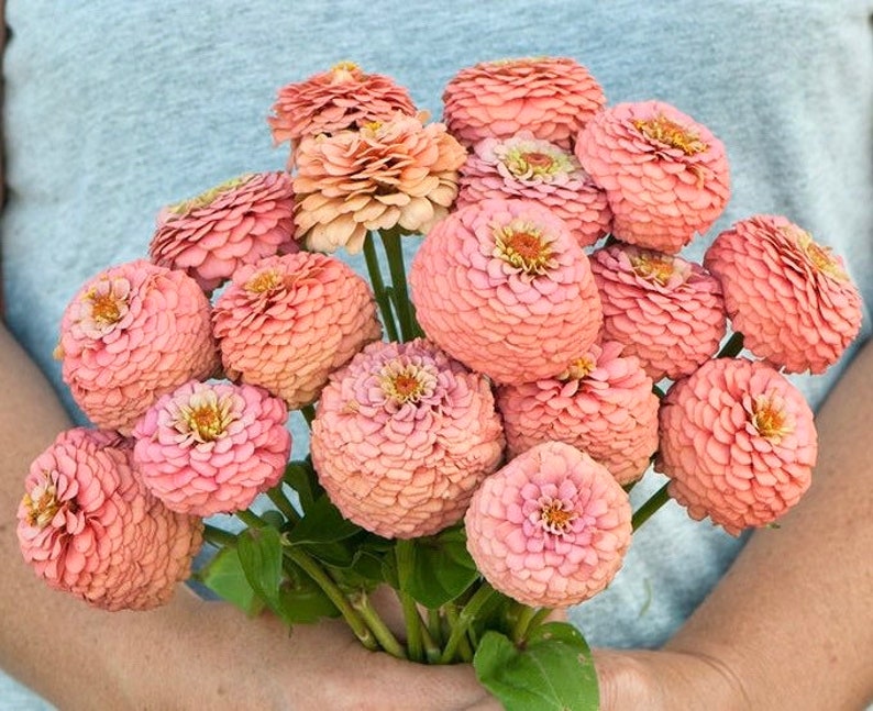 Pedir 50 semillas de Zinnia "Lovely Giant Salmon Rose"