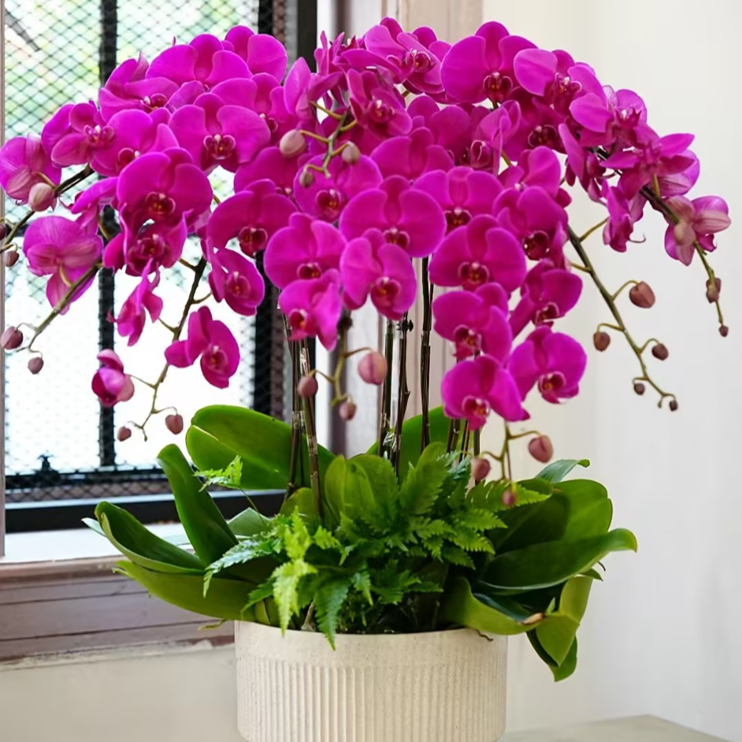 Semillas de Phalaenopsis
