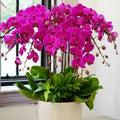 Semillas de Phalaenopsis-Reina de las Orquídeas