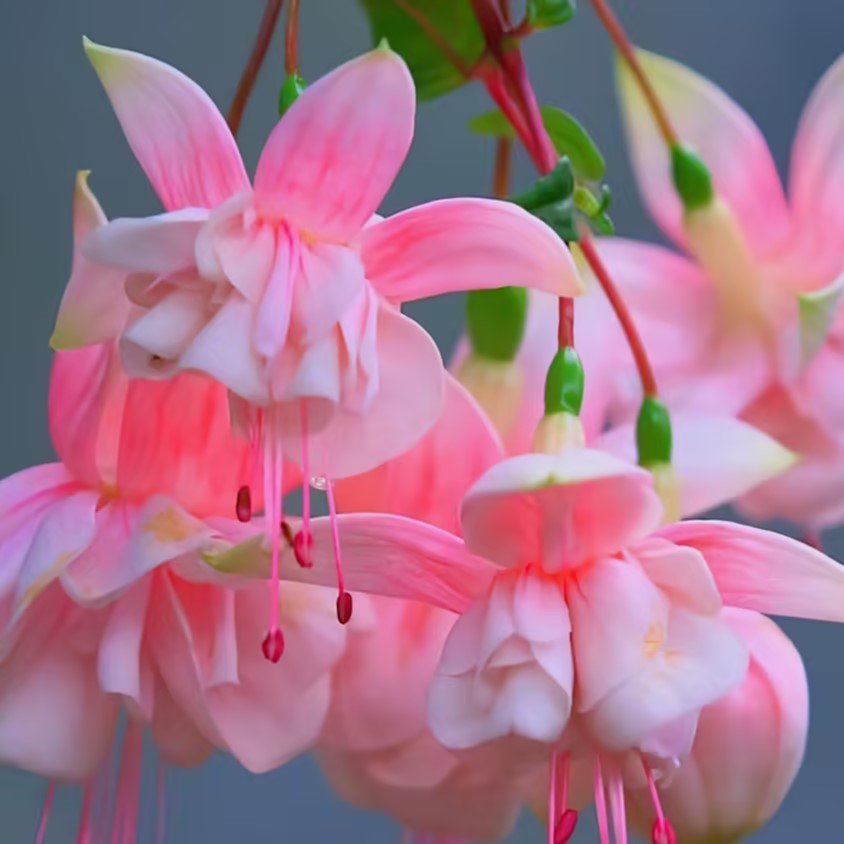 🌼Linterna china