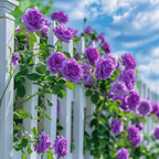 Promoción de primavera 49% DE DESCUENTO - 🌱Semillas de rosal trepador