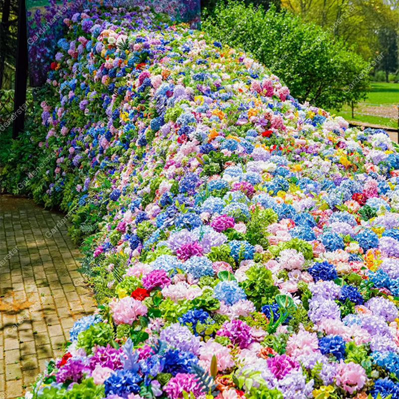 💐Hortensia Endless Summer Falls