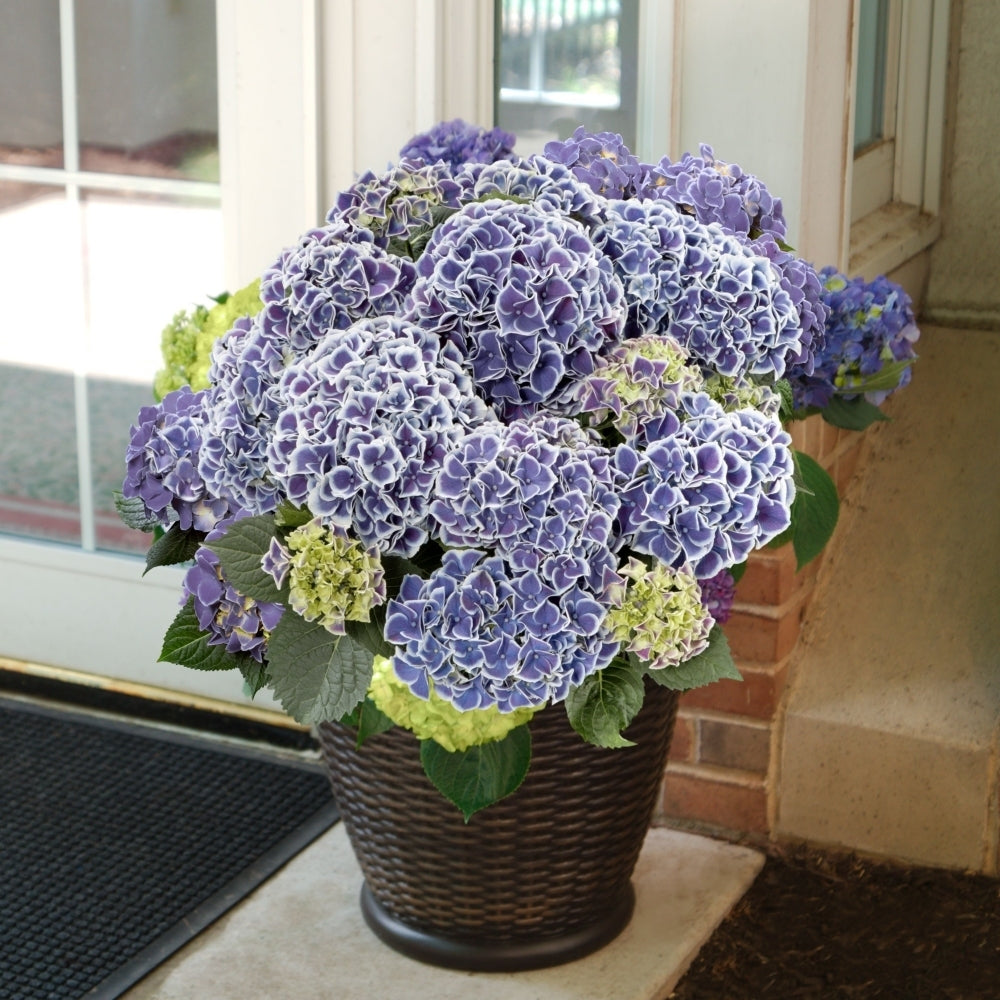 Semillas de Hydrangea Macrophylla Tivoli