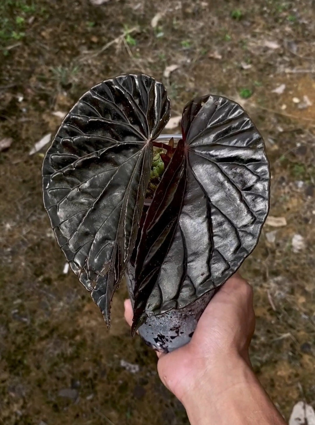 Singularidad de Begonia Black Blood