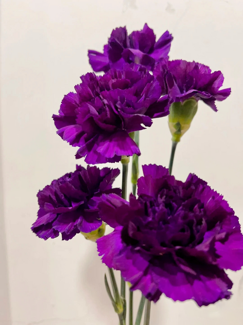 Carnations Seeds-Goleb
