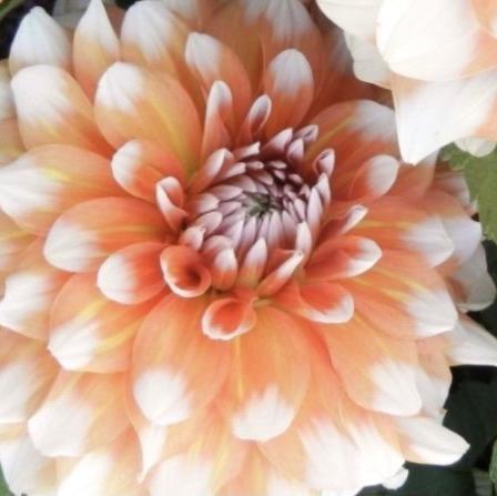 NARANJA Y NIEVE