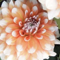 NARANJA Y NIEVE