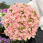 Phlox drummondii 'Ethnie Salmón'
