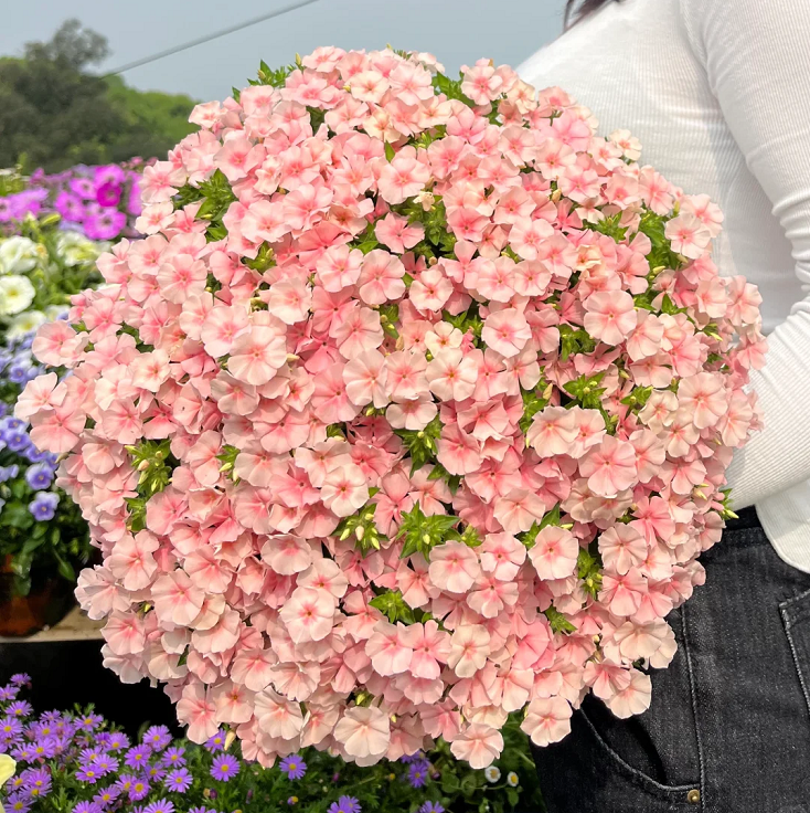 Phlox drummondii 'Ethnie Salmón'