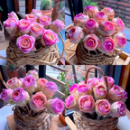Planta Suculenta Rosa de Montaña