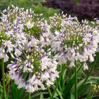 🎁New Year Sale🎁Agapanthus africanus 'Fireworks'