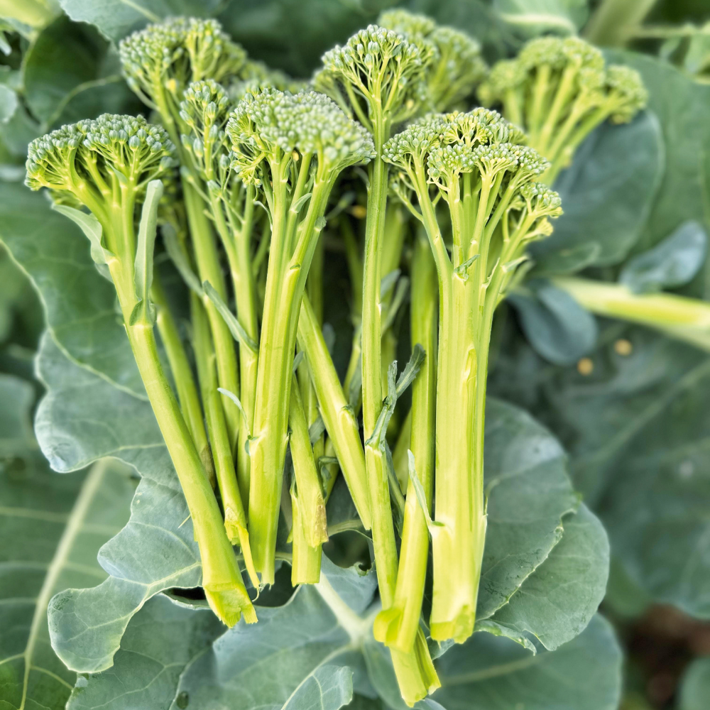 🥦Semillas raras de broccolini