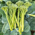 🥦Semillas raras de broccolini