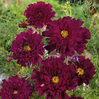 🌸Semillas de Cosmos Doble-Flor de la Felicidad
