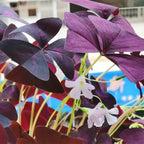 💜Bulbos de trébol de la suerte morado
