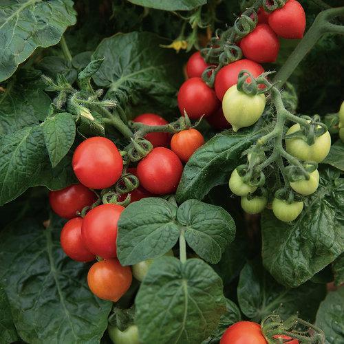 Tentadores tomates - De buen corazón