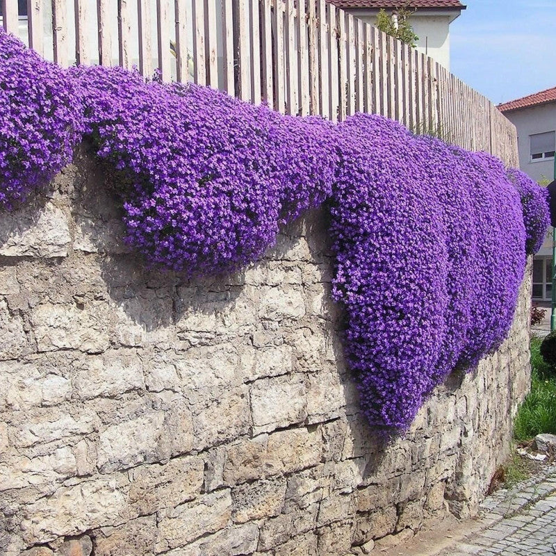 ✨Creeping Thyme Seeds for Four Seasons🏡Create Your Perfect Lawn Here🌼