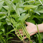 Three-Pronged Water Spinach Seeds