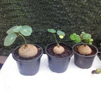 Egrow 50 Pcs/Pack Stephania Erecta Seeds Buib Bonsai Tree for Home Garden Plant