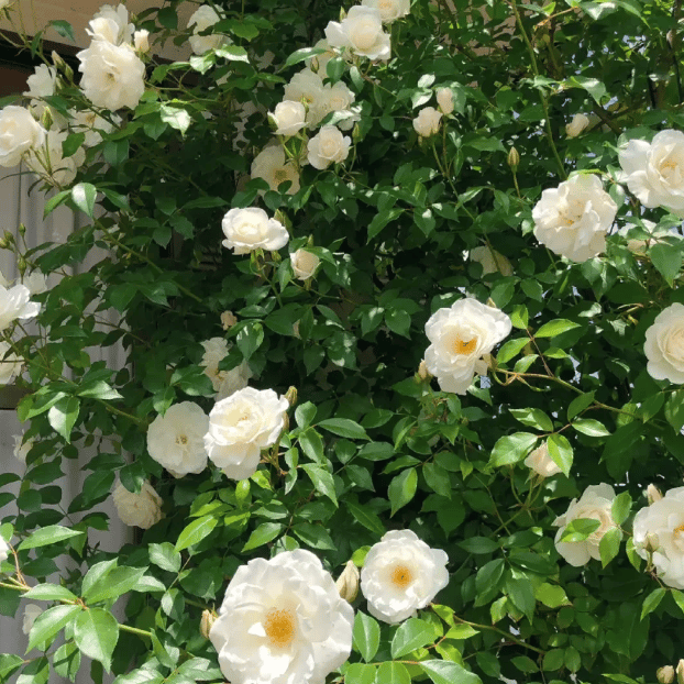 Promoción de primavera 49% DE DESCUENTO - 🌱Semillas de rosal trepador