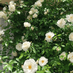 Promoción de primavera 49% DE DESCUENTO - 🌱Semillas de rosal trepador