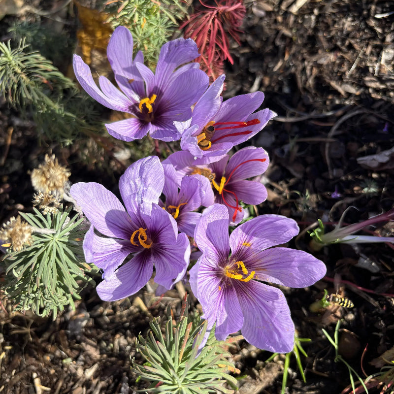 Bulbos de azafrán - Crocus Sativus
