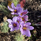 Bulbos de azafrán - Crocus Sativus