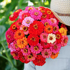 🌺Semillas de Zinnia Doble Enana