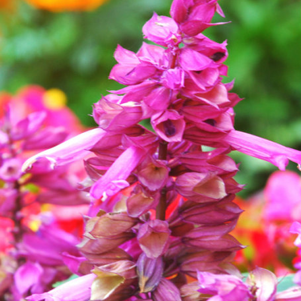 Semillas de flor ornamental Salvia Splendens rosa