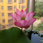 La sagrada flor de loto bonsái