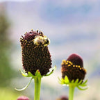 CONOFLOR OCCIDENTAL Rudbeckia Occidentalis Green Wizard también conocido como Semillas de Hierba de Flor Negra de Chocolate Sin Rayos