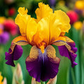 Royal Sunset-Rare Iris Bulbs⚜️