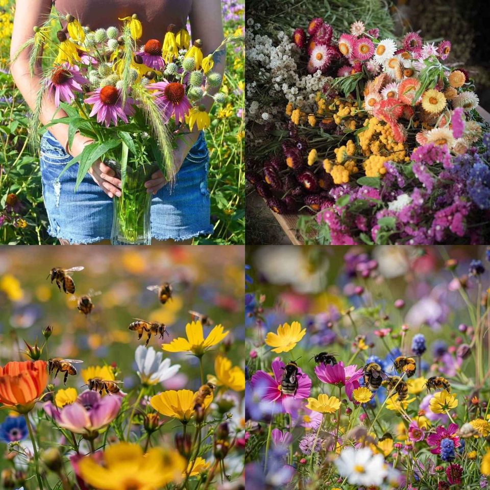 Semillas de Flores Perennes Mixtas-Más de 60 variedades mezcladas