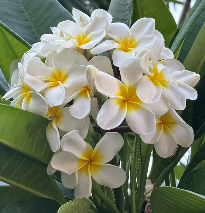 💛 ¡Semillas de Plumeria en oferta por tiempo limitado! Crea tu jardín de verano