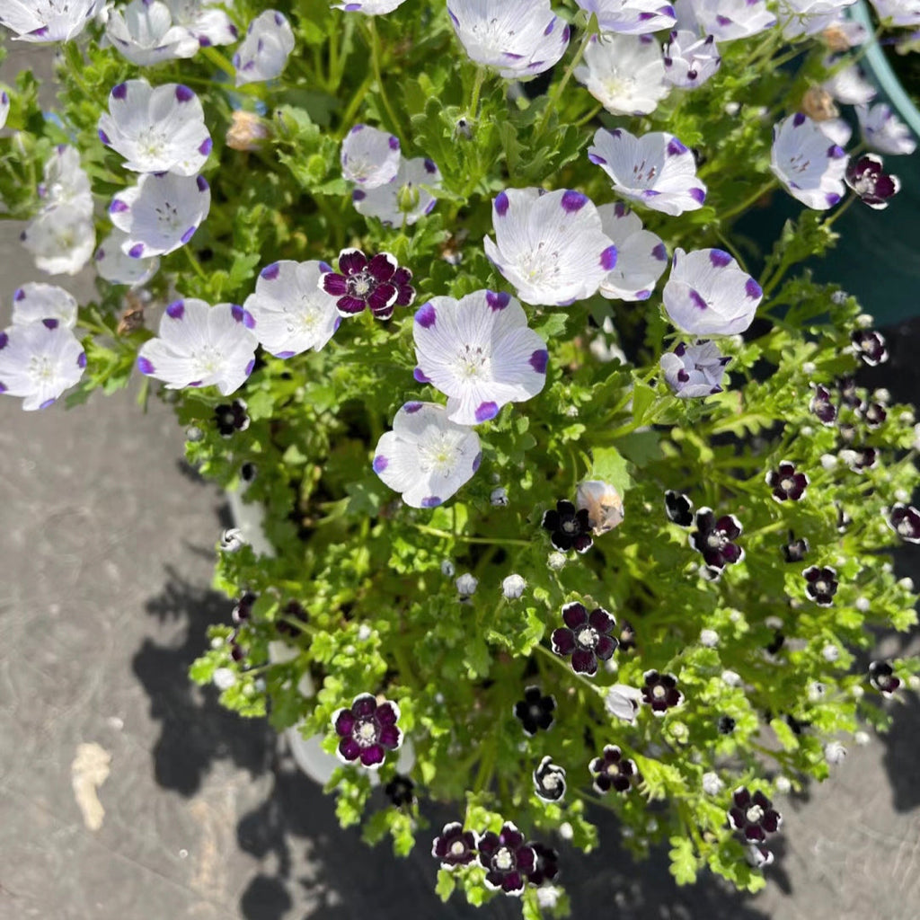 Nemophila-Ojos Azules de Bebé