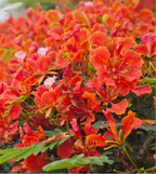 Semillas de Flamboyán