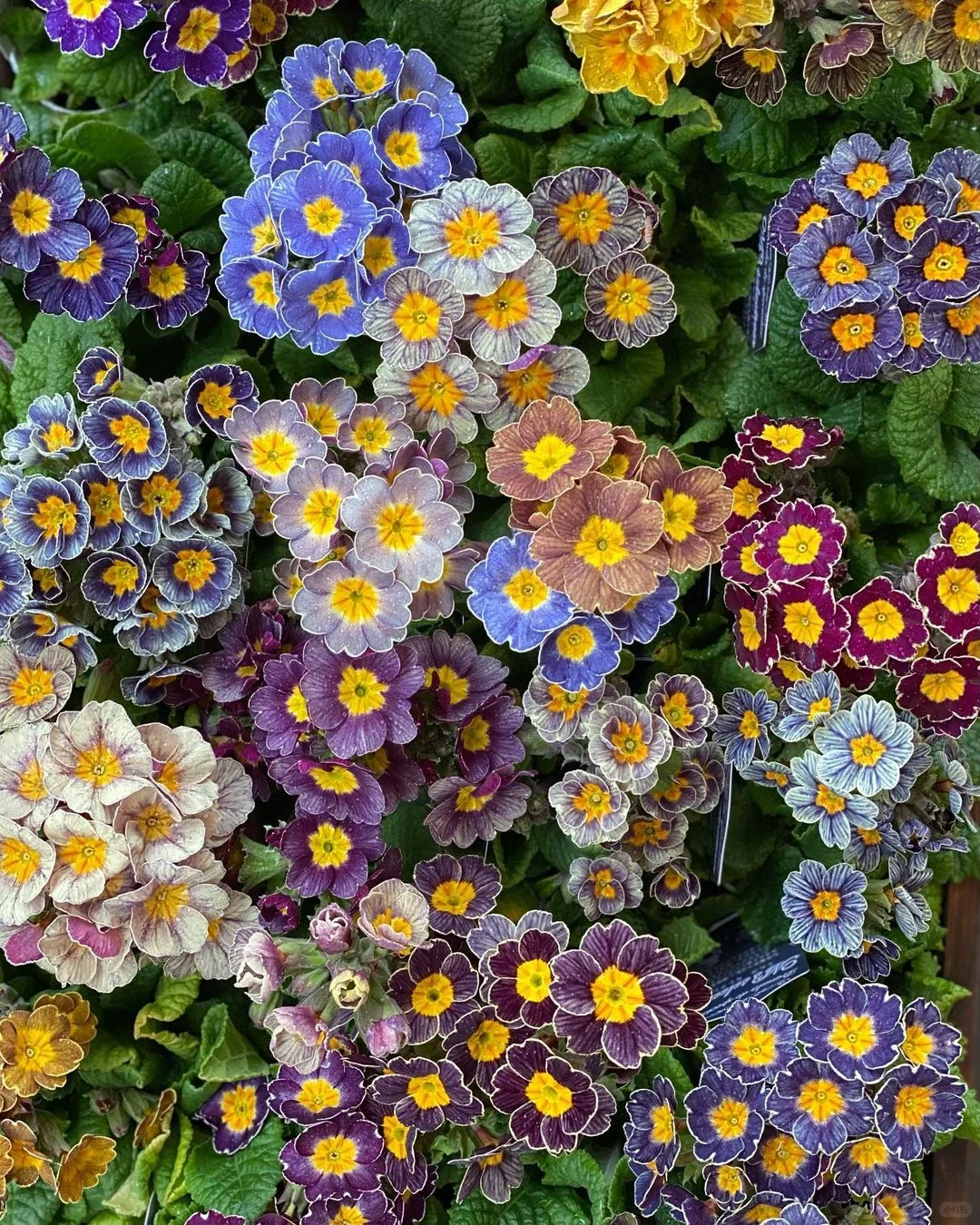 Semillas de prímula de colores variados