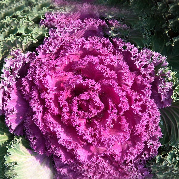 Semillas de col rizada morada