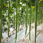 Long Sponge Gourd Seeds