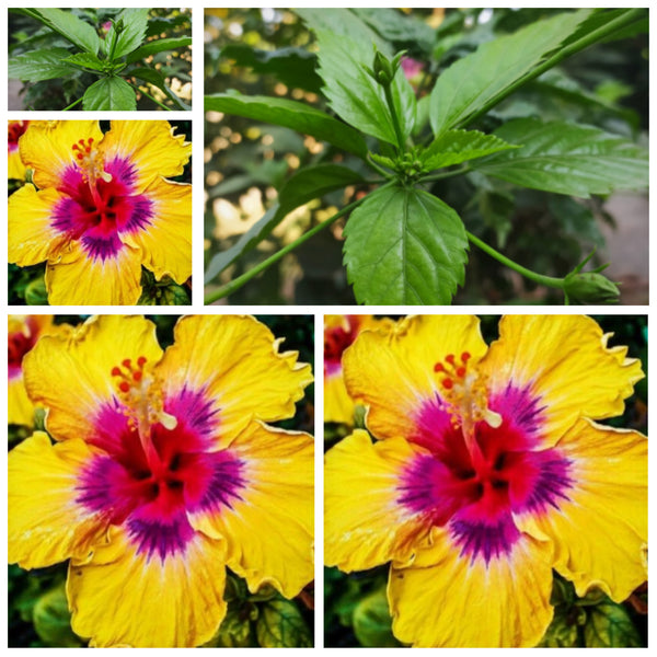 Raras Semillas de Hibisco Amarillo "Yellow Rainbow"