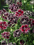 Dianthus Heddewigii Black White Carnation Flower Seed, Dianthus Flower, Natural, Non GMO, Heirloom