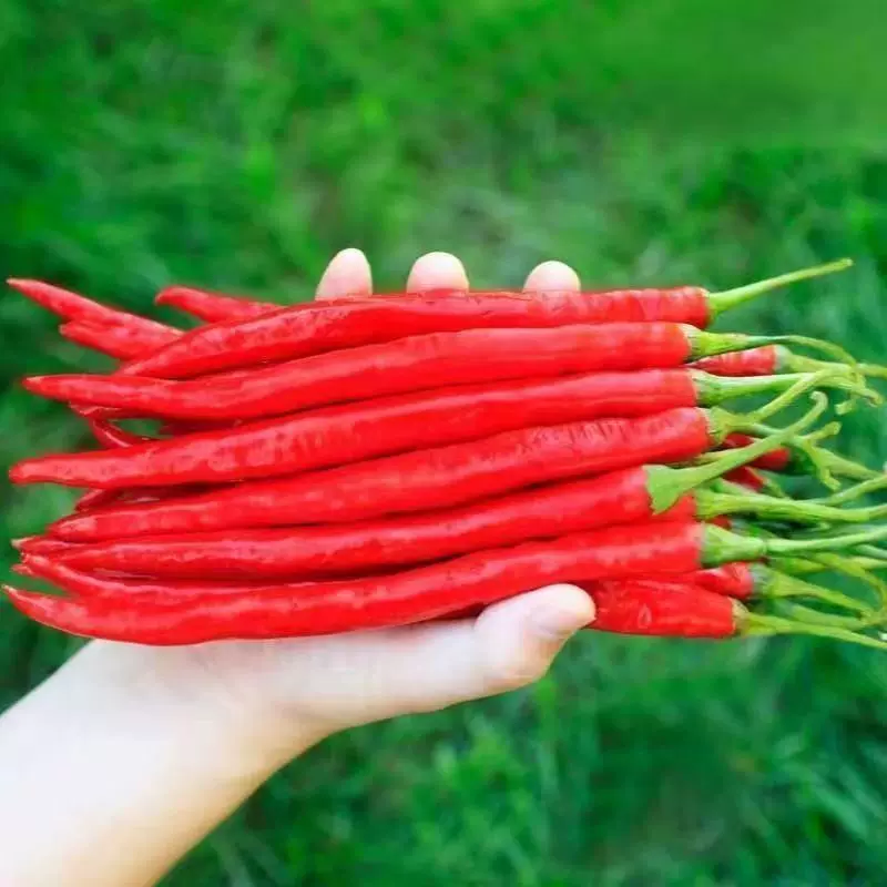 Beauty Pepper Seeds