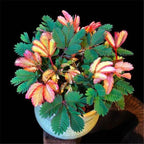 COLORFUL MIMOSA SEEDS